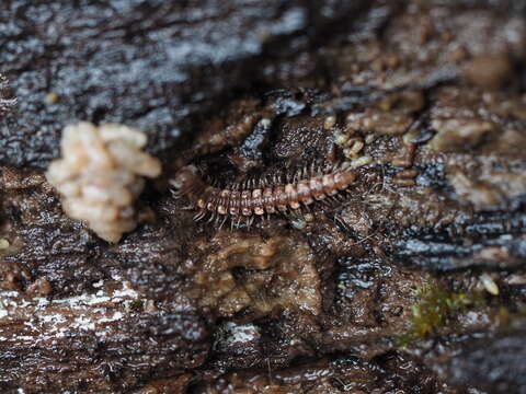 Image of Polydesmus complanatus illyricus Verhoeff 1898