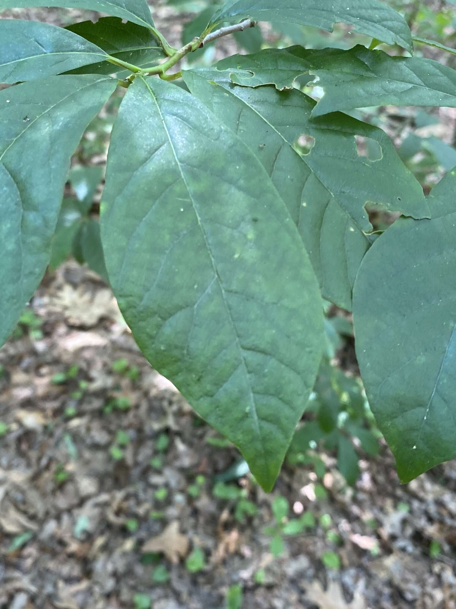 Image of northern spicebush