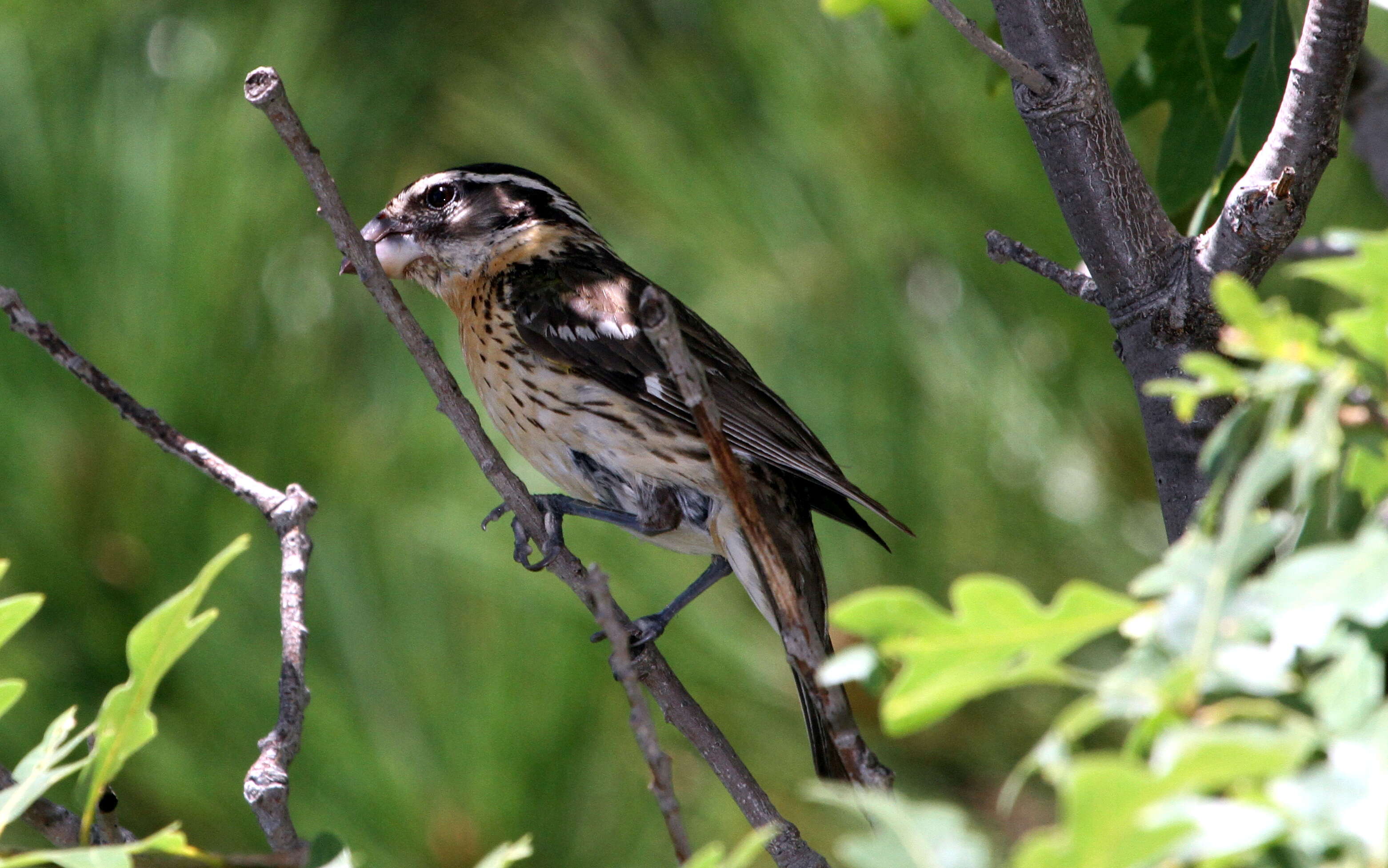 Image of Black-headed Grosbeak