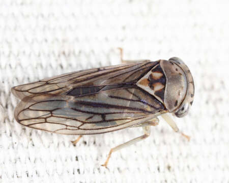 Image of Populicerus lachrymalis (Fitch 1851)