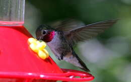 Image of Broad-tailed Hummingbird