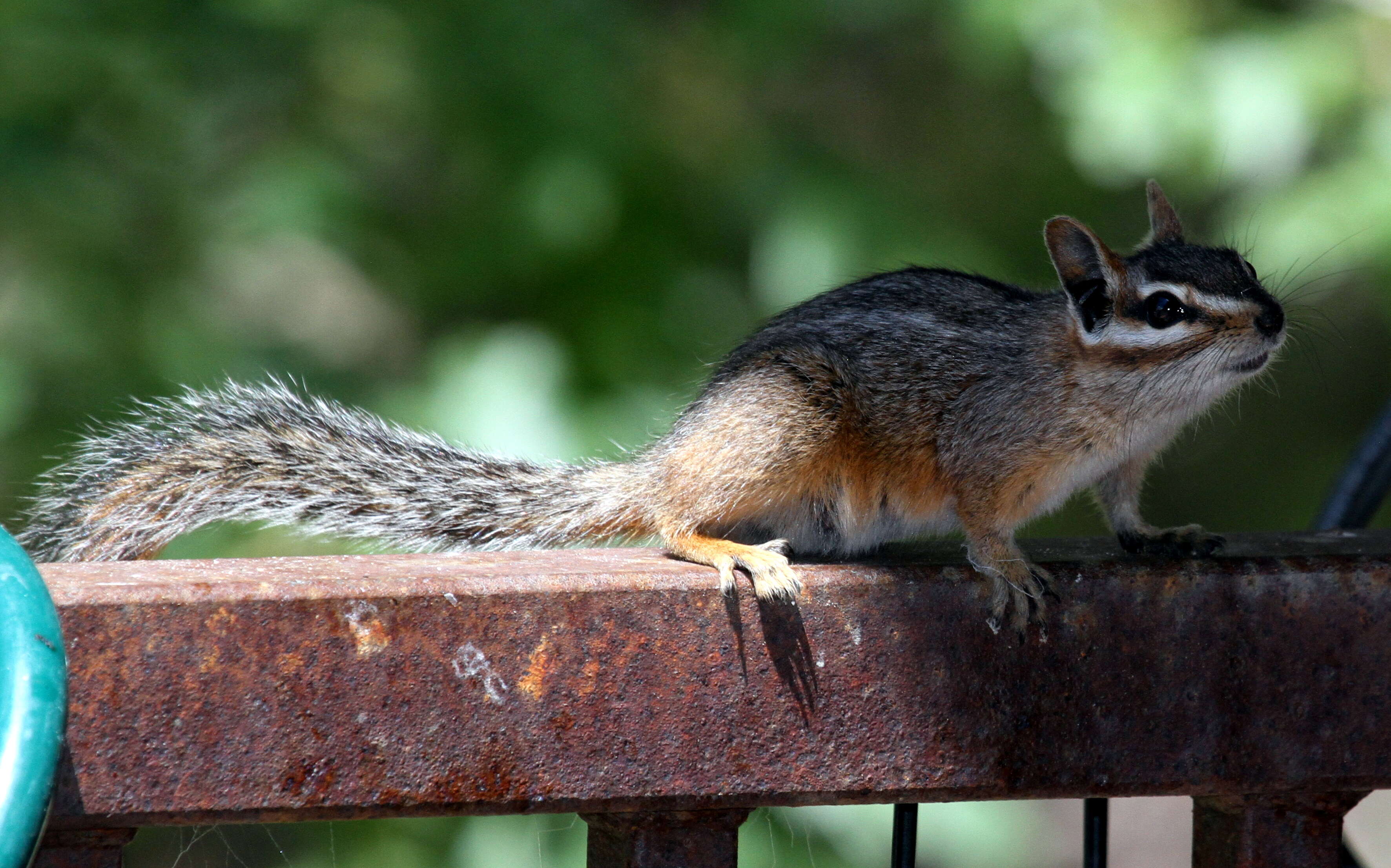 Image of Cliff Chipmunk