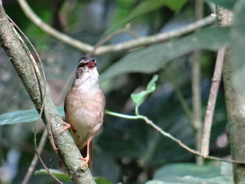 Image of Riverbank Warbler