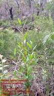 Image of Dodonaea serratifolia Mc Gillivray