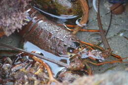 Image of California Spiny Lobster