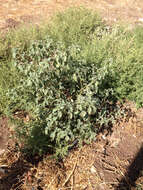 Image of hairy nightshade