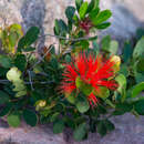 Imagem de Calliandra hygrophila Mackinder & G. P. Lewis