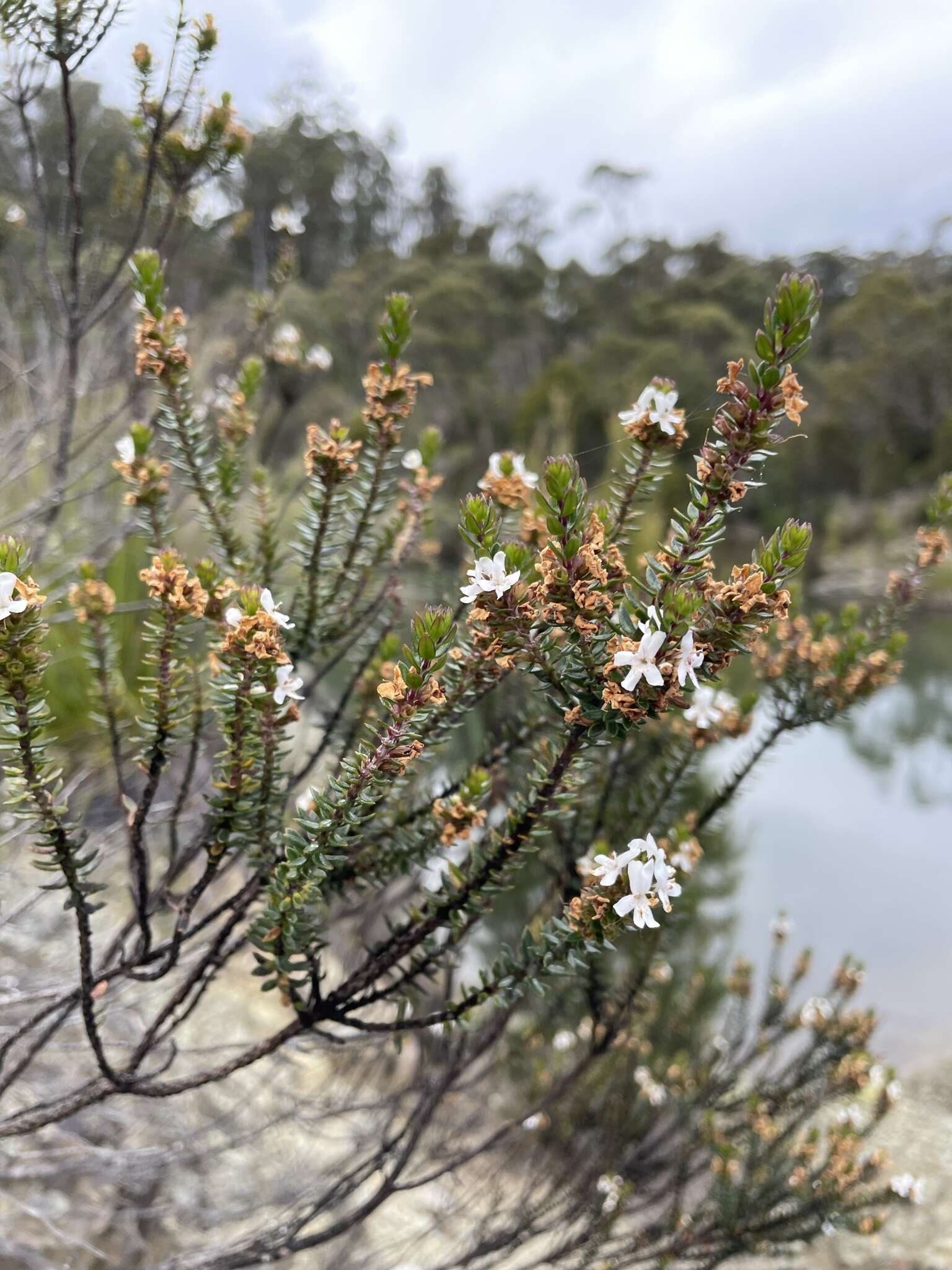 Image de Westringia rubiifolia R. Br.