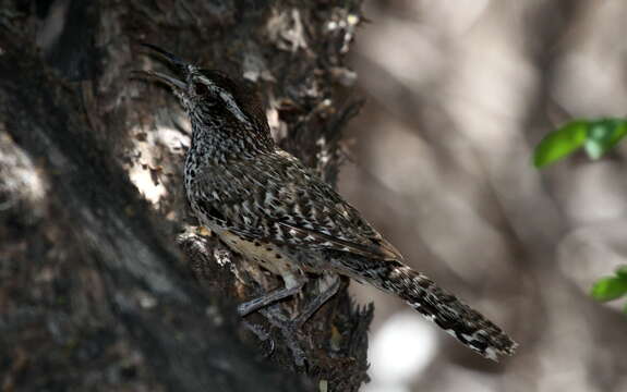 Imagem de Campylorhynchus brunneicapillus (Lafresnaye 1835)