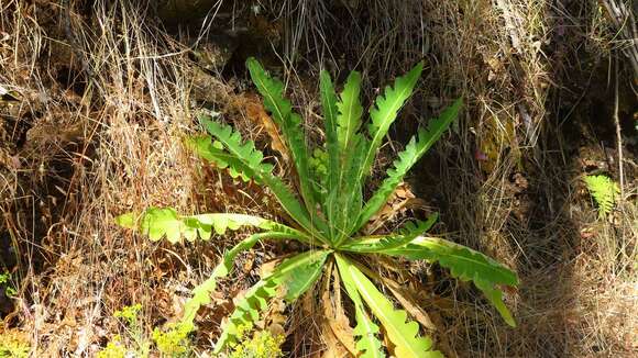 Image of Sonchus daltonii Webb