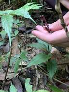 Image of Crepidium roohutuensis (Fukuy.) T. P. Lin