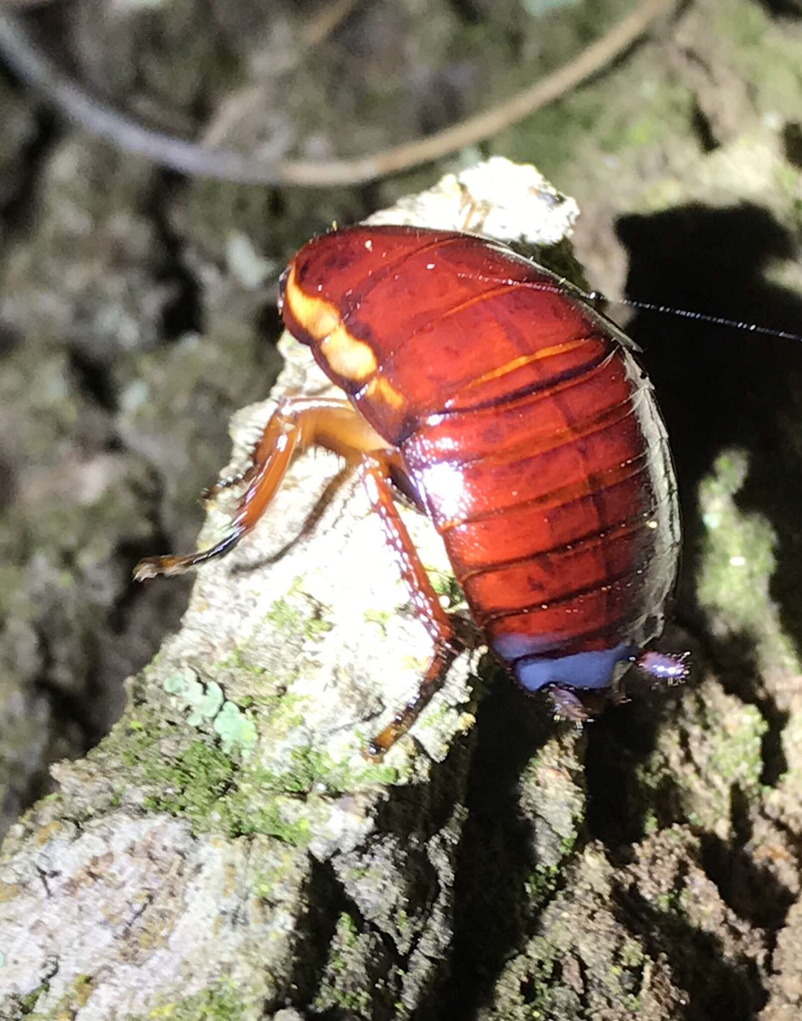 Image of Florida Woods Cockroach