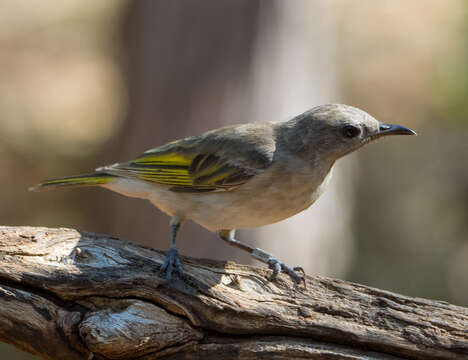 Imagem de Conopophila rufogularis (Gould 1843)