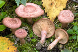 Image of Lactarius spinosulus Quél. & Le Bret. 1880