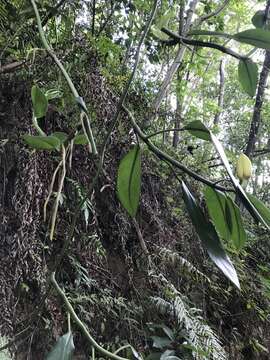 Image of Rhaphidophora hongkongensis Schott