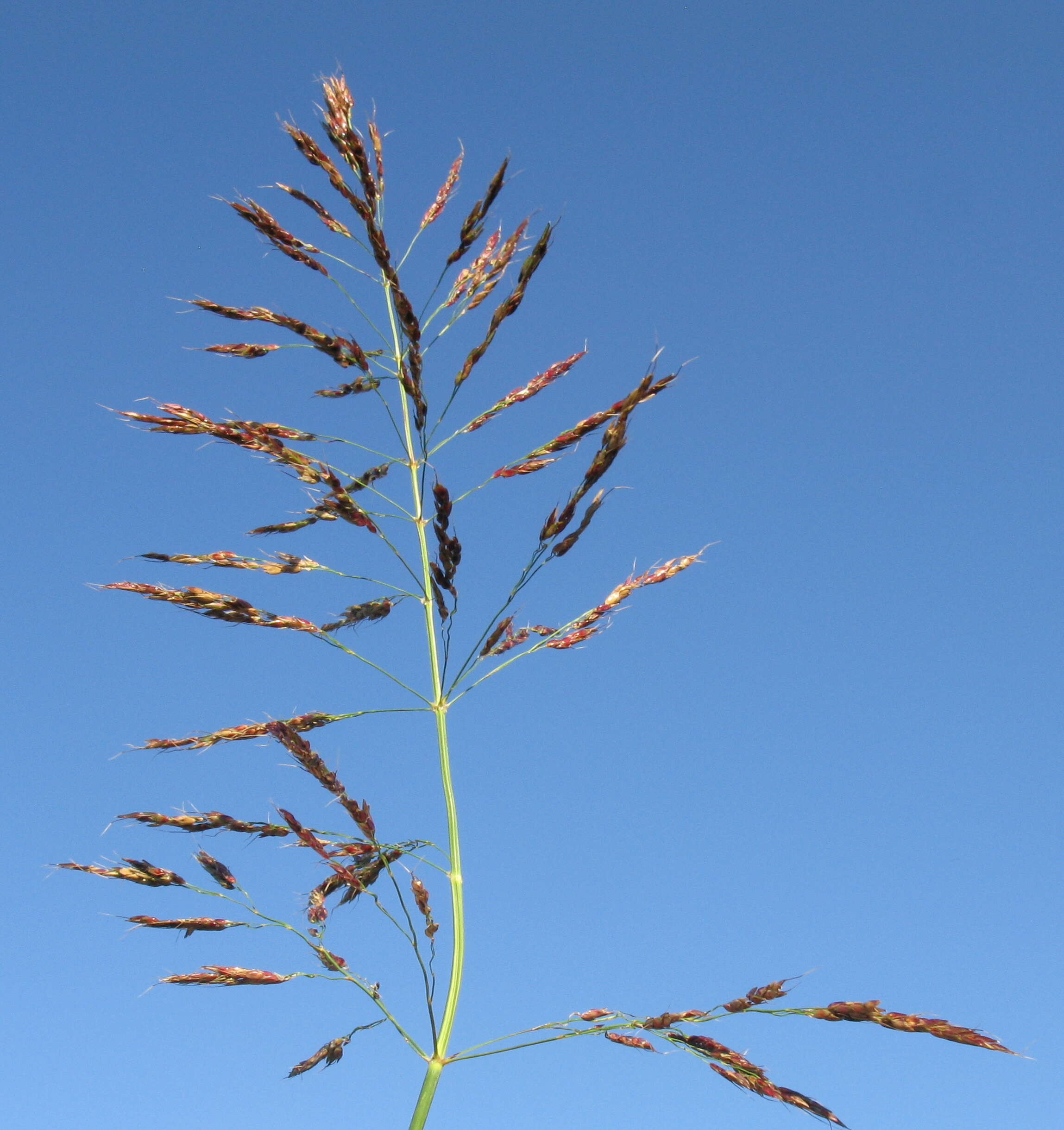 Image of Johnson grass