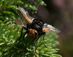 Image of giant tachinid fly