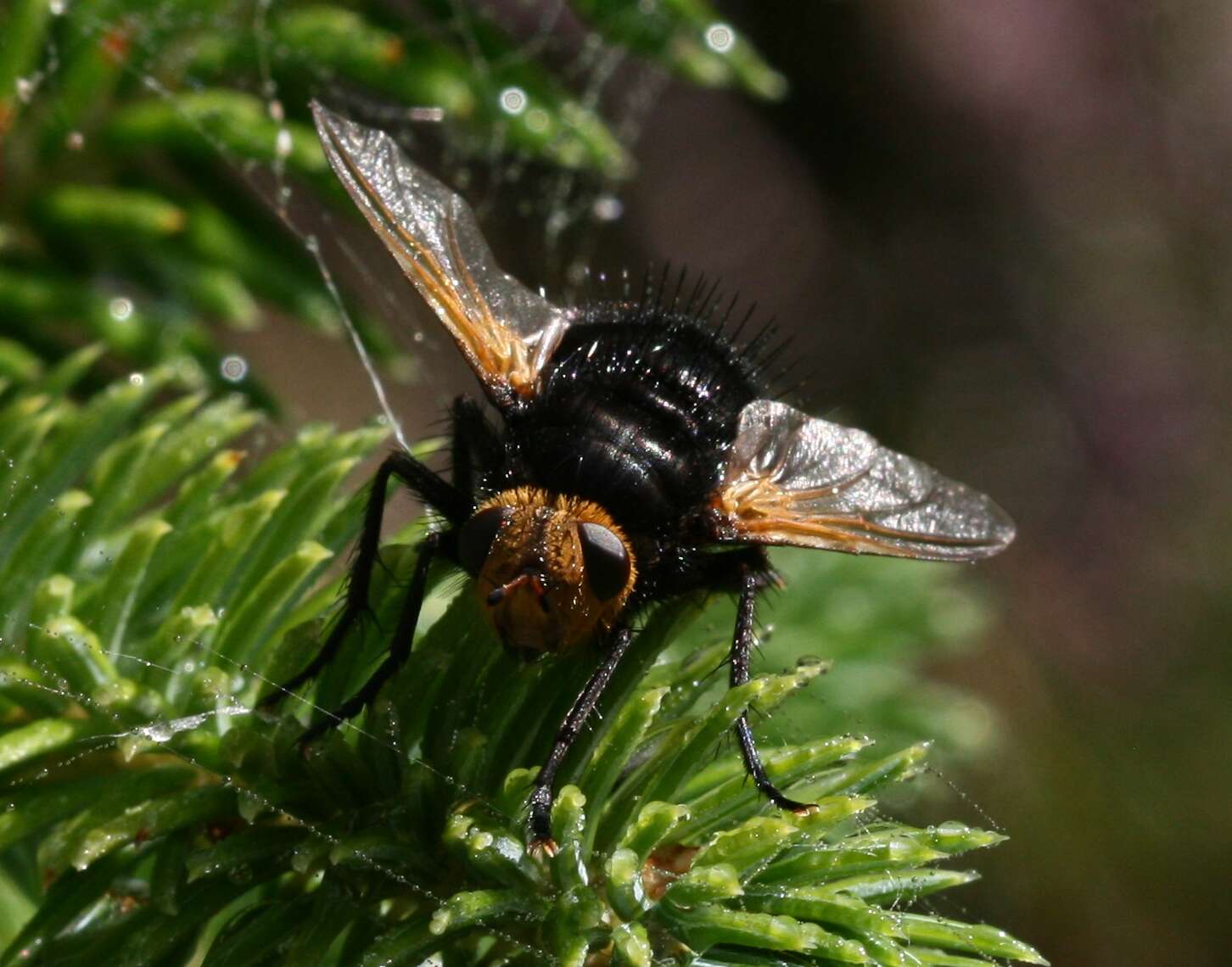 Image of giant tachinid fly