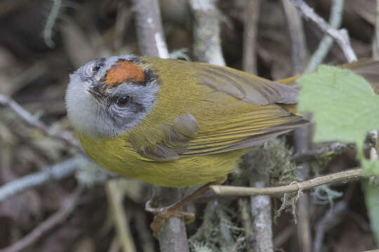 Myiothlypis coronata (Tschudi 1844)的圖片