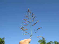 Image of Johnson grass