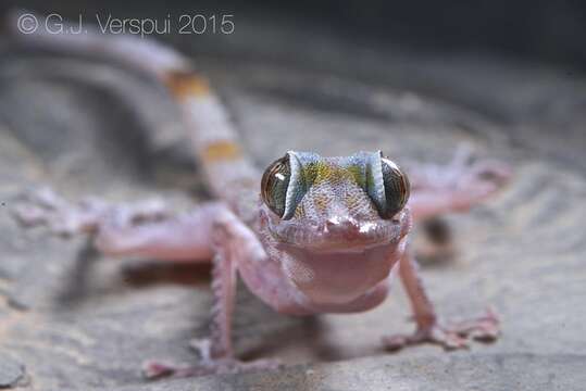 Plancia ëd Asaccus margaritae Carranza, Simó-Riudalbas, Jayasinghe, Wilms & Els 2016