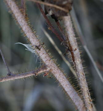 Image of Rubus sachalinensis H. Lév.