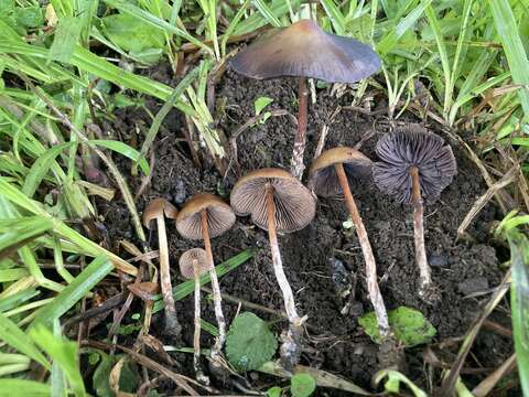 Plancia ëd Psilocybe subtropicalis Guzmán 1995