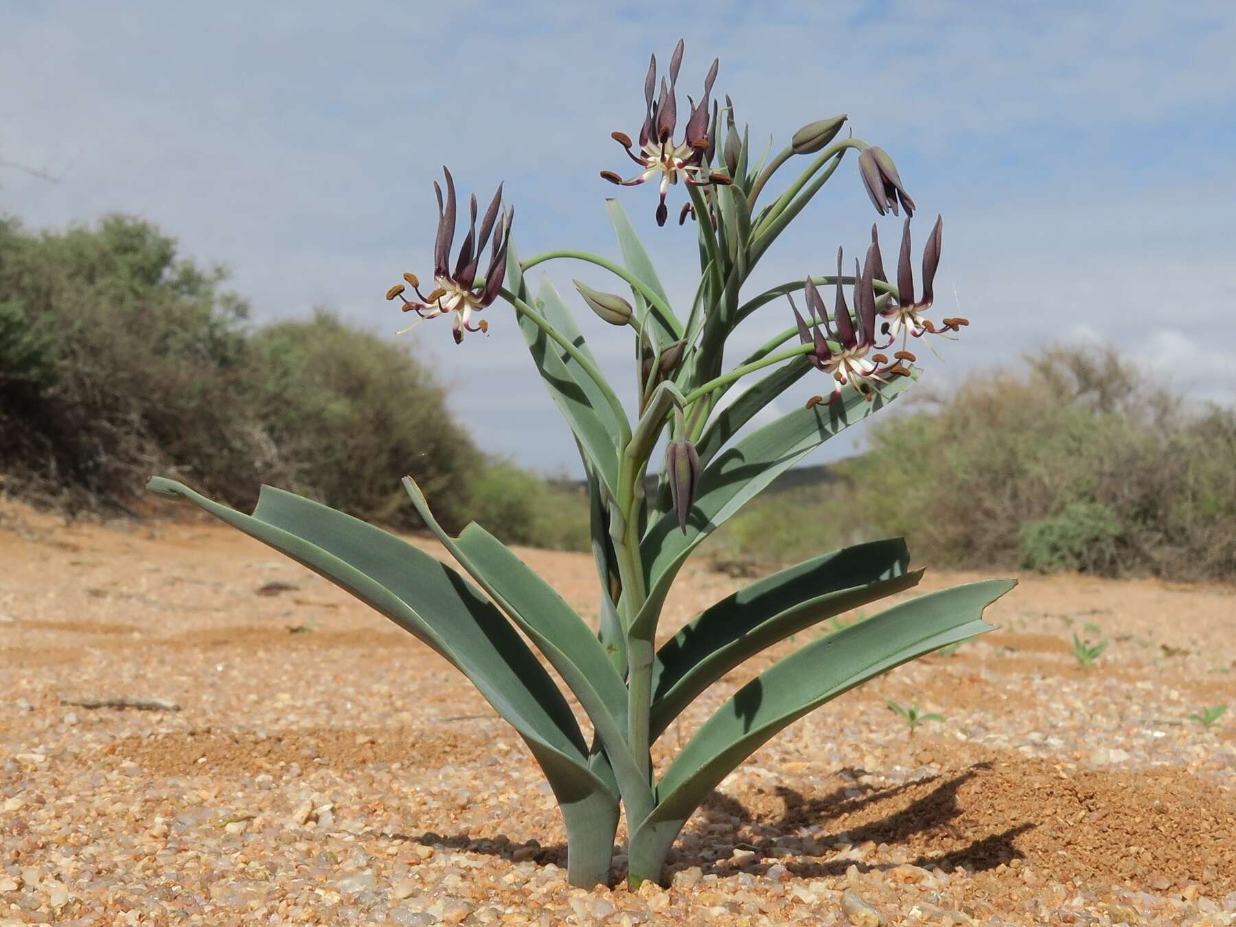 Imagem de Ornithoglossum vulgare B. Nord.