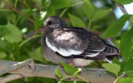 Image of White-winged Dove