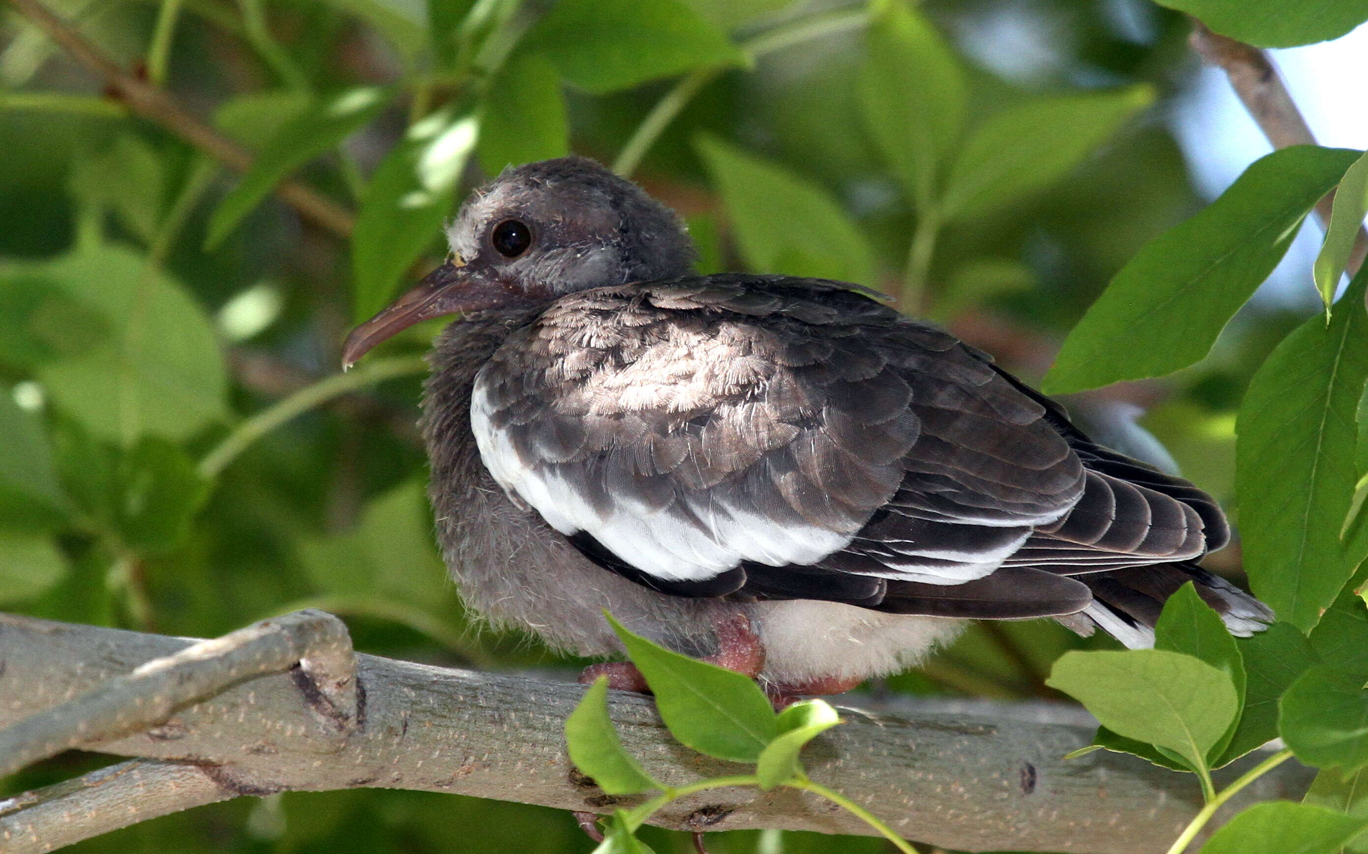 Image of White-winged Dove