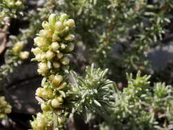 Image of Trichogyne repens (L.) A. A. Anderberg