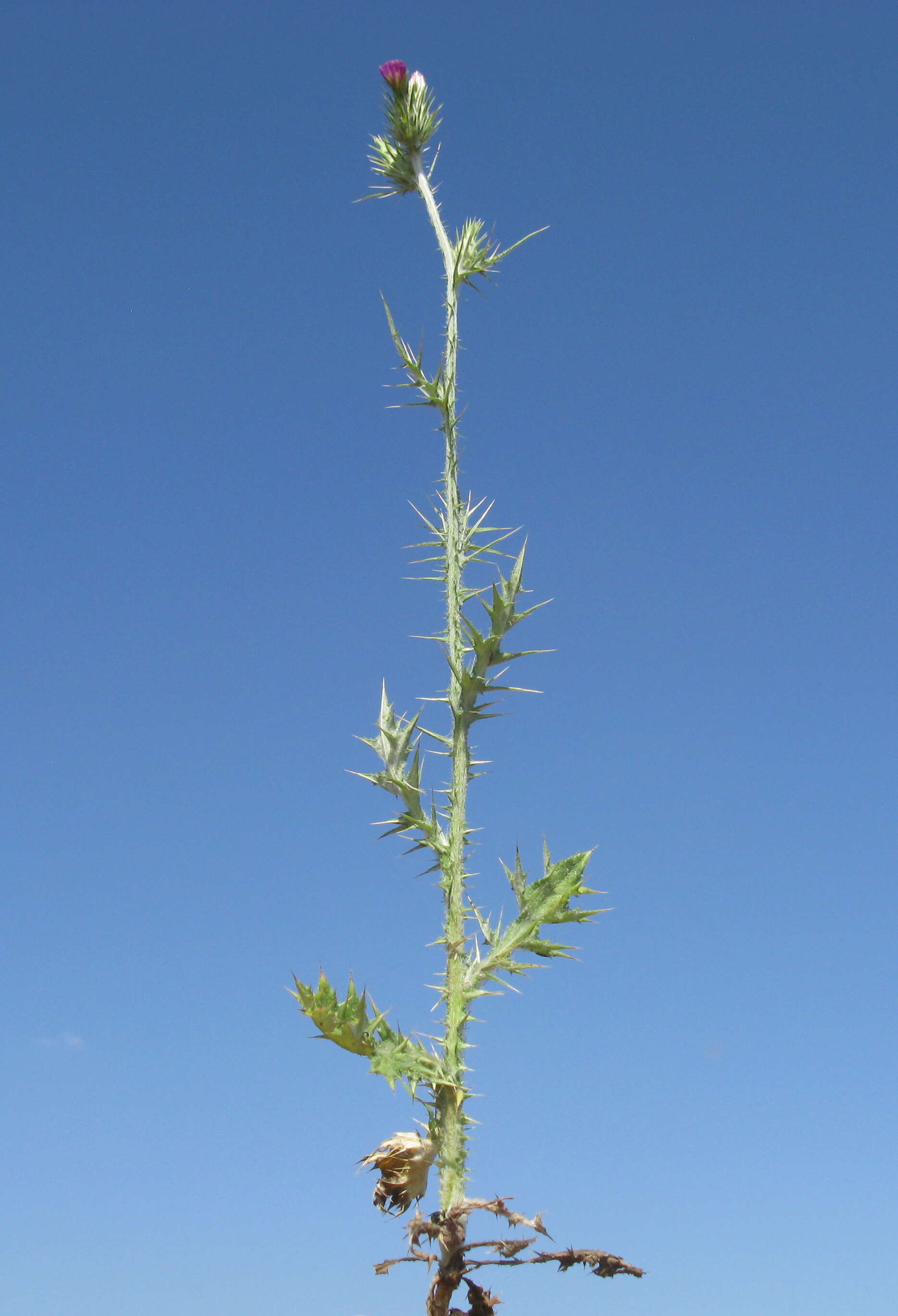 Image of Italian plumeless thistle