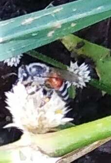 Image of Asian dwarf honey bee