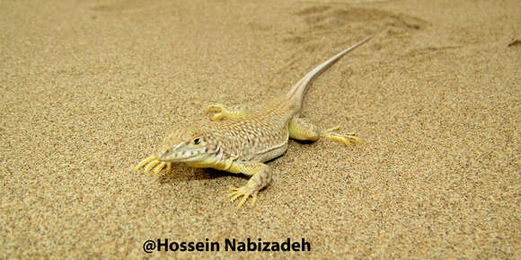 Image of Point-snouted Racerunner