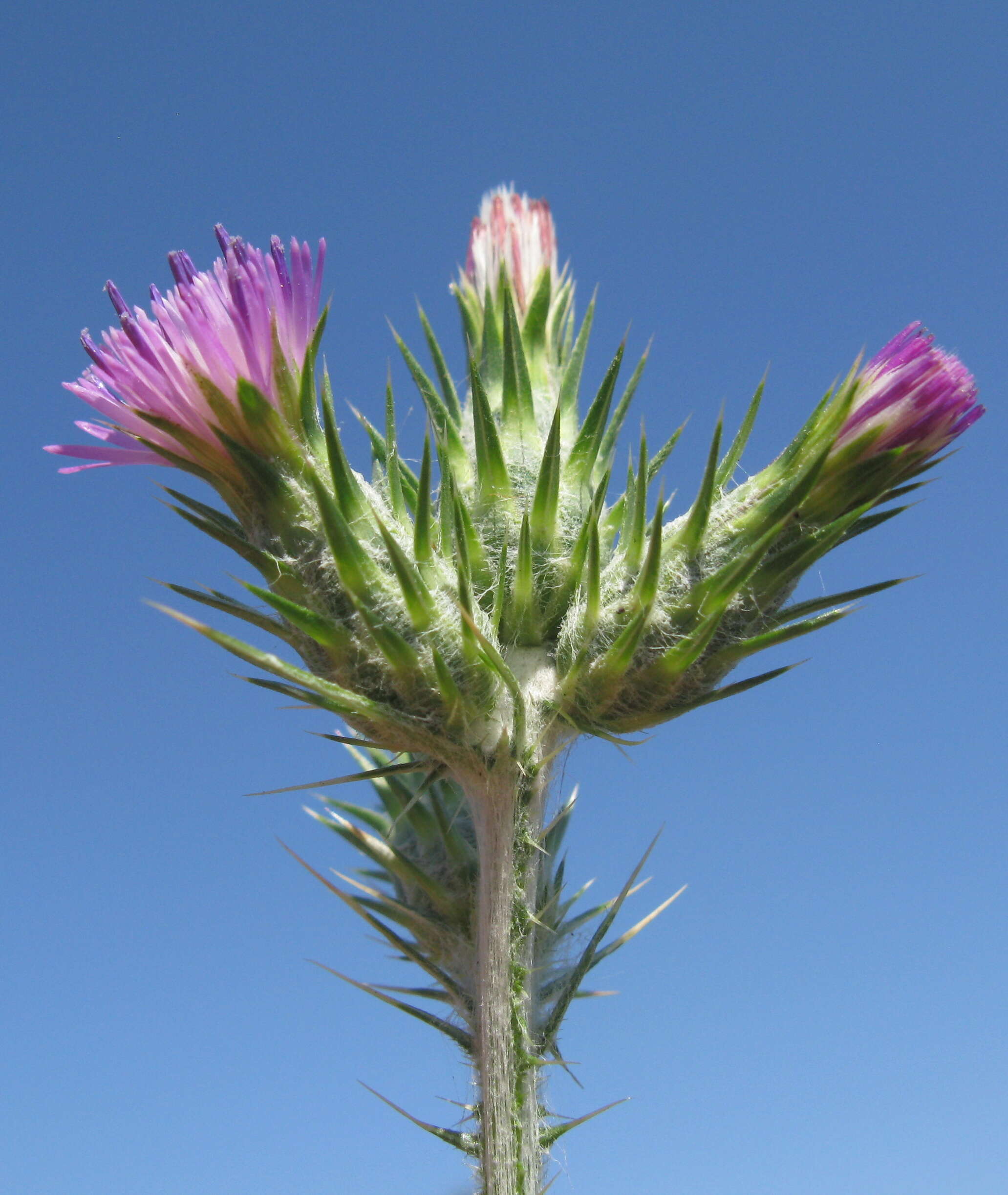 Image of Italian plumeless thistle