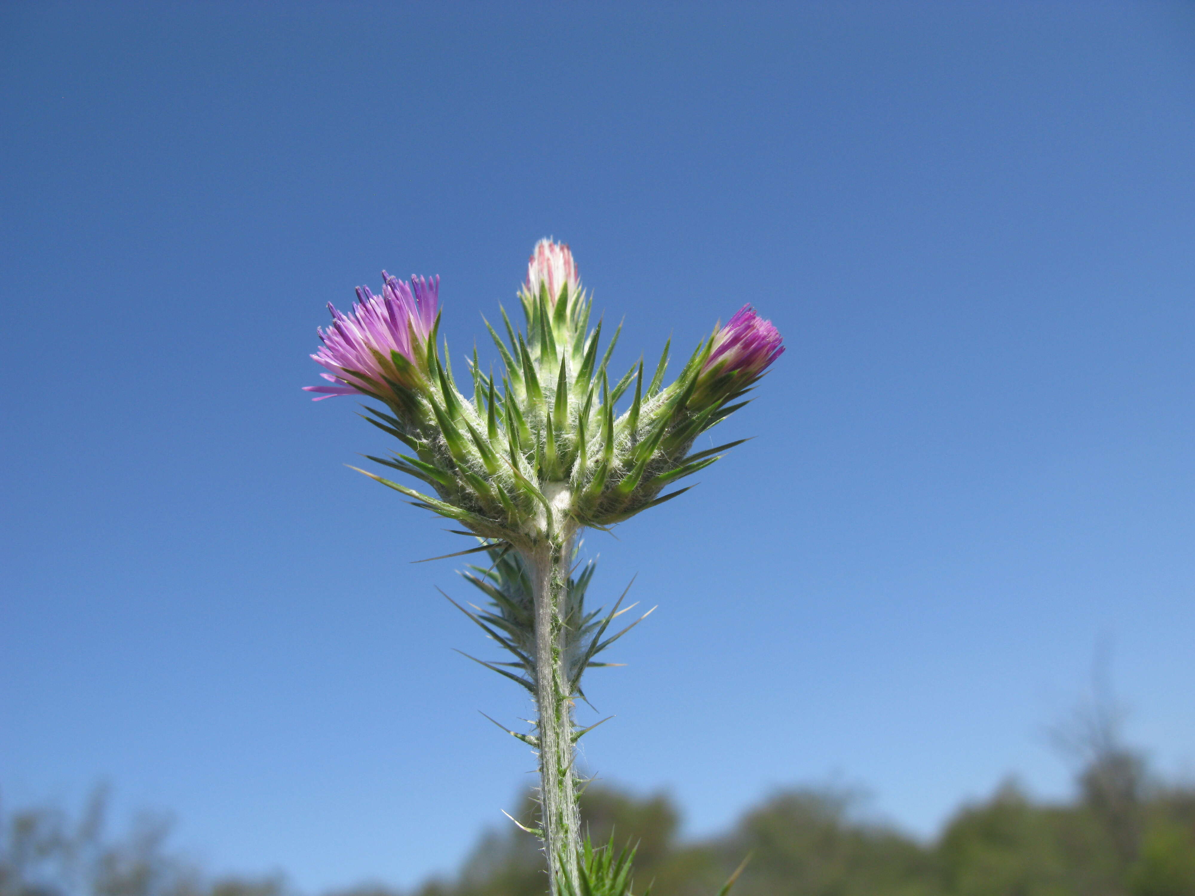 Image of Italian plumeless thistle