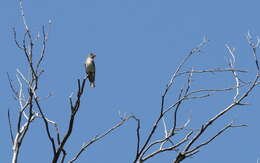 Image of Greater Pewee