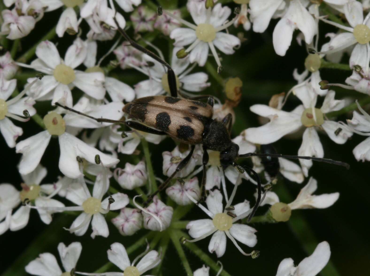 Image of Pachytodes