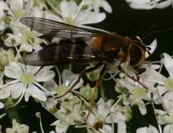 Leucozona glaucia (Linnaeus 1758) resmi