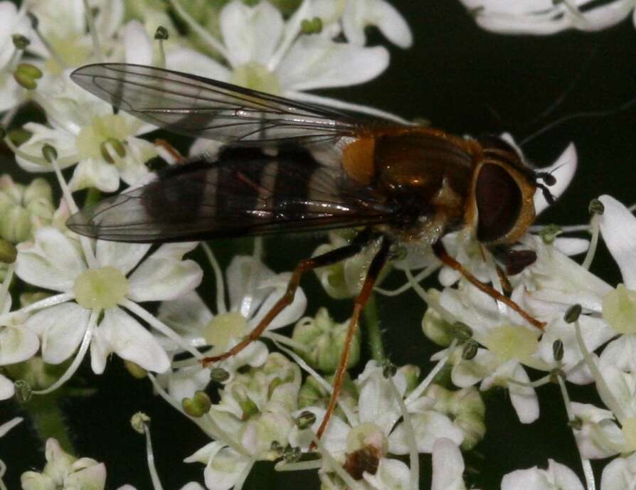 Image of Leucozona glaucia (Linnaeus 1758)