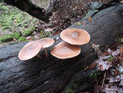 Image of Pluteus cervinus (Schaeff.) P. Kumm.