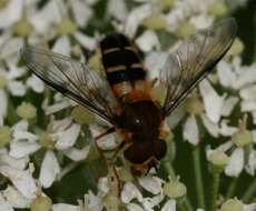 Image of Leucozona glaucia (Linnaeus 1758)