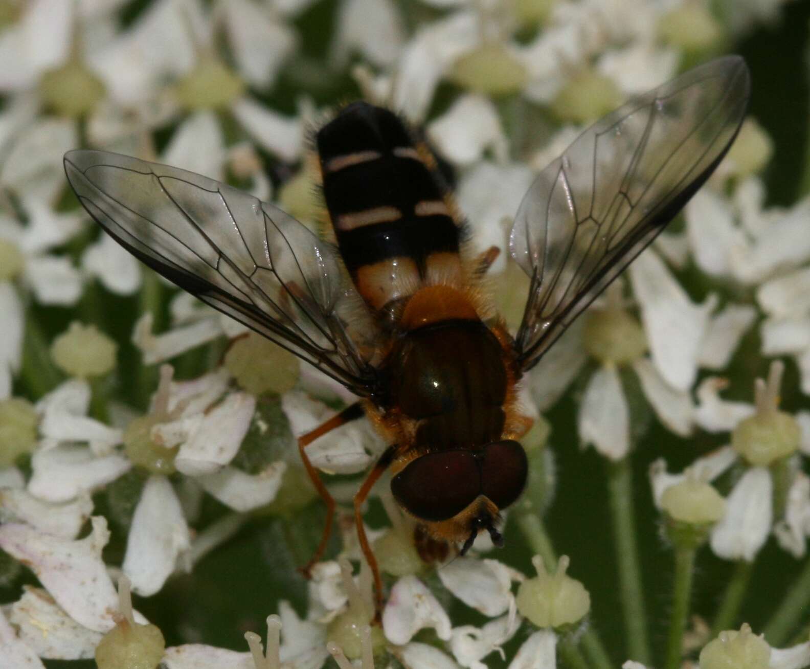 Leucozona glaucia (Linnaeus 1758) resmi