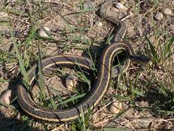 Image of Common Garter Snake