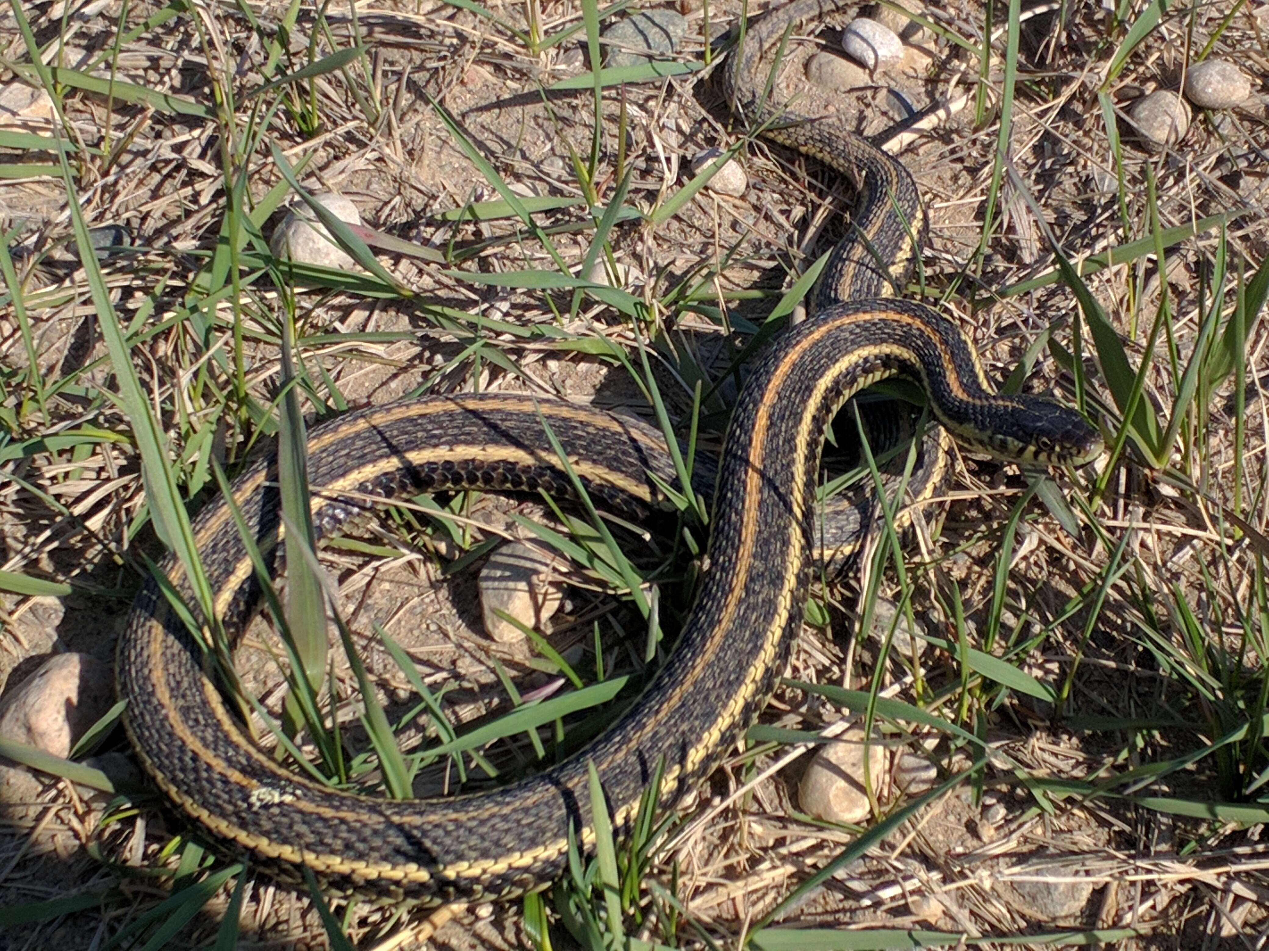 Image of Common Garter Snake