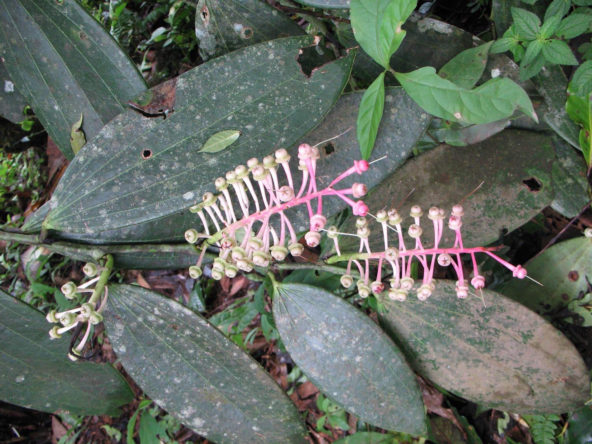 Imagem de Cavendishia grandifolia Herold