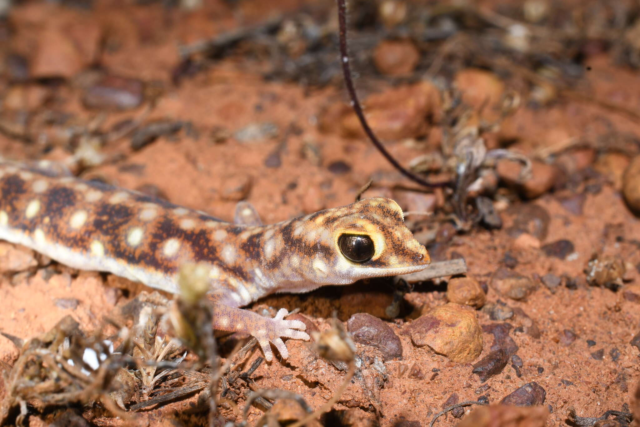 Image of Beaked Gecko