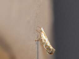 Imagem de Argyresthia freyella Walsingham 1890