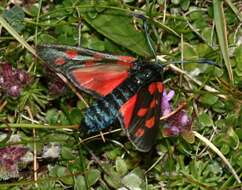 Image of six-spot burnet