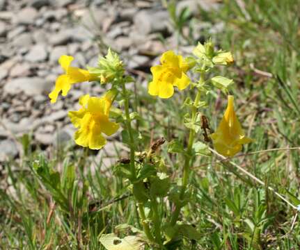 Plancia ëd Mimulus